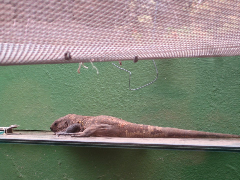 El Hierro giant lizard. Photograph taken at the Lagartario de Guinea.