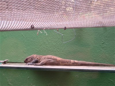 El Hierro giant lizard. Photograph taken at the Lagartario de Guinea.