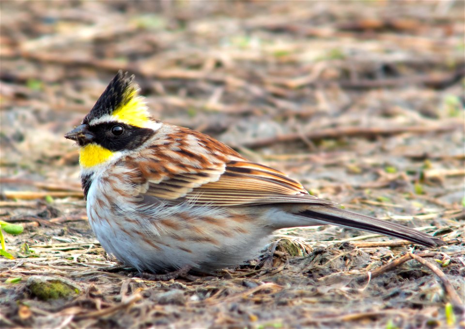 Yellow-throated Bunting Emberiza elegans, Hokkaido, Japan