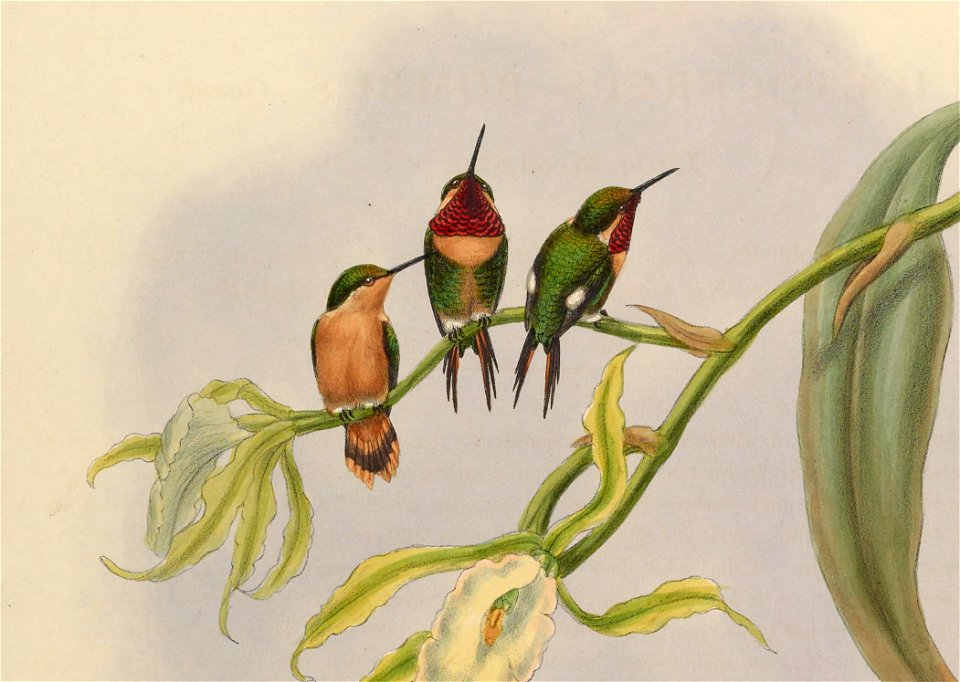 Kleine boself (Chaetocercus bombus). Detail van illustratie uit Gould, John: A monograph of the Trochilidae, or family of humming-birds (1880)