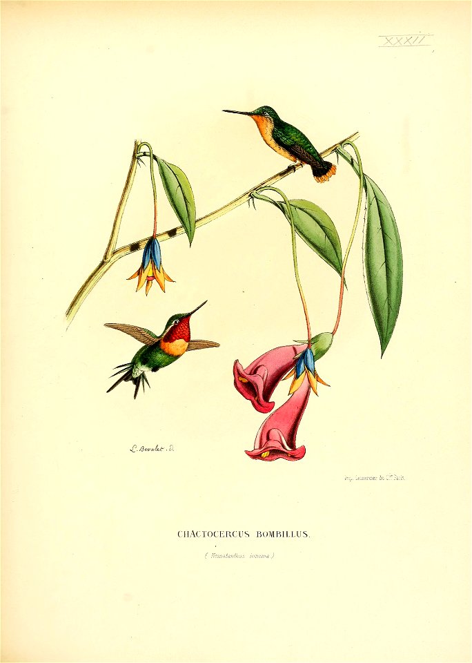 Chactocercus bombillus = Chaetocercus bombus[1]