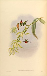 Chaetocercus bombus