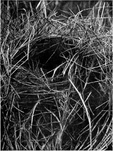 Caption, removed, states "Nest of Striated Grass-Wren (Amytomis striatus). " photo