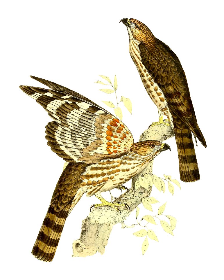 Baza madagascariensis = Aviceda madagascariensis (Madagascar Baza)