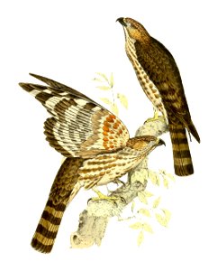 Baza madagascariensis = Aviceda madagascariensis (Madagascar Baza)