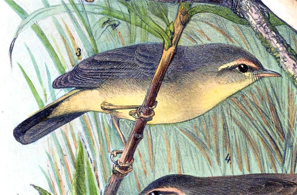 English:  « Herbivocula indica » = Phylloscopus griseolus (Sulphur-bellied warbler) - maleFrançais :  « Herbivocula indica » = Phylloscopus griseolus (Poui