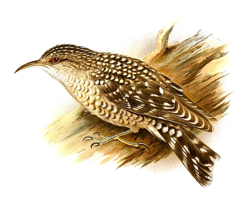 Salpornis salvadori