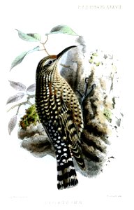 Salpornis salvadori emini