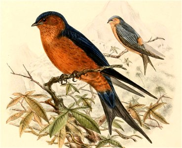 « Hirundo hyperythra » = Cecropis hyperythra (Sri Lanka Swallow)
