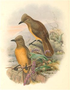 Rectes cerviniventris = Pitohui cerviniventris - The birds of New Guinea and the adjacent Papuan islands : including many new species recently discovered in Australia. v.1 (Plate LIII).