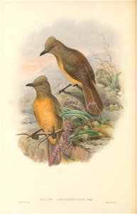 Rectes cerviniventris = Pitohui cerviniventris - The birds of New Guinea and the adjacent Papuan islands : including many new species recently discovered in Australia. v.1 (Plate LIII).