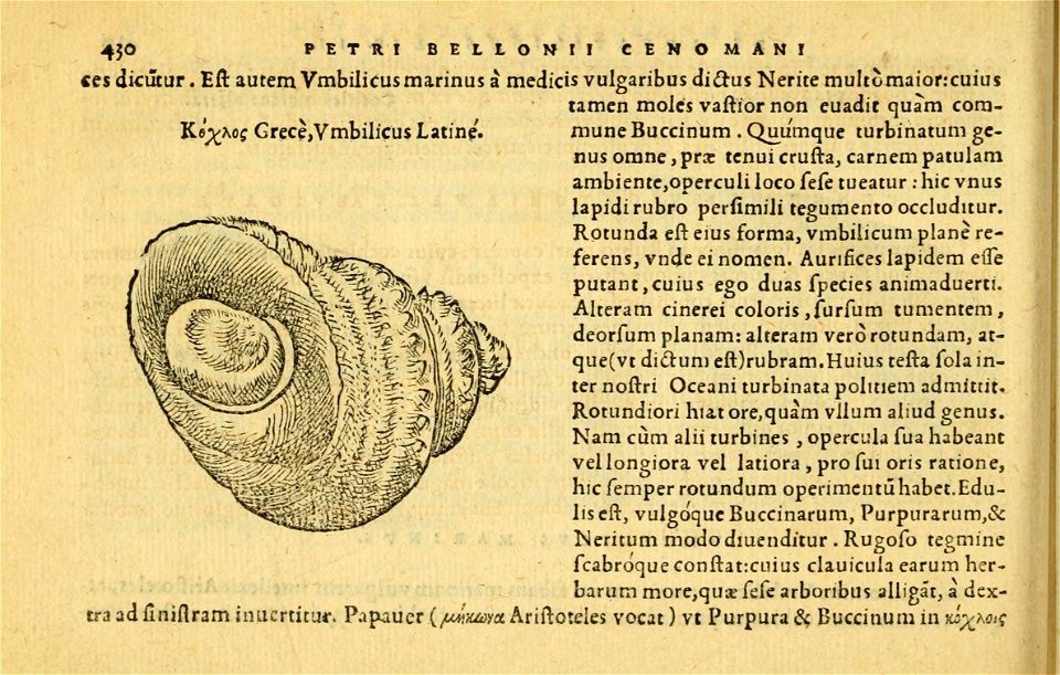 Petri Bellonii Cenomani De aquatilibus, libri duo cum [epsilon, iota] conibus ad viuam ipsorum effigiem, quoad eius fieri potuit, expressis ...