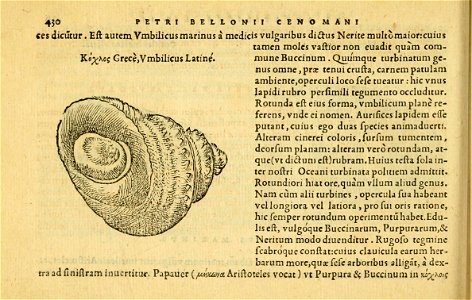 Petri Bellonii Cenomani De aquatilibus, libri duo cum [epsilon, iota] conibus ad viuam ipsorum effigiem, quoad eius fieri potuit, expressis ...