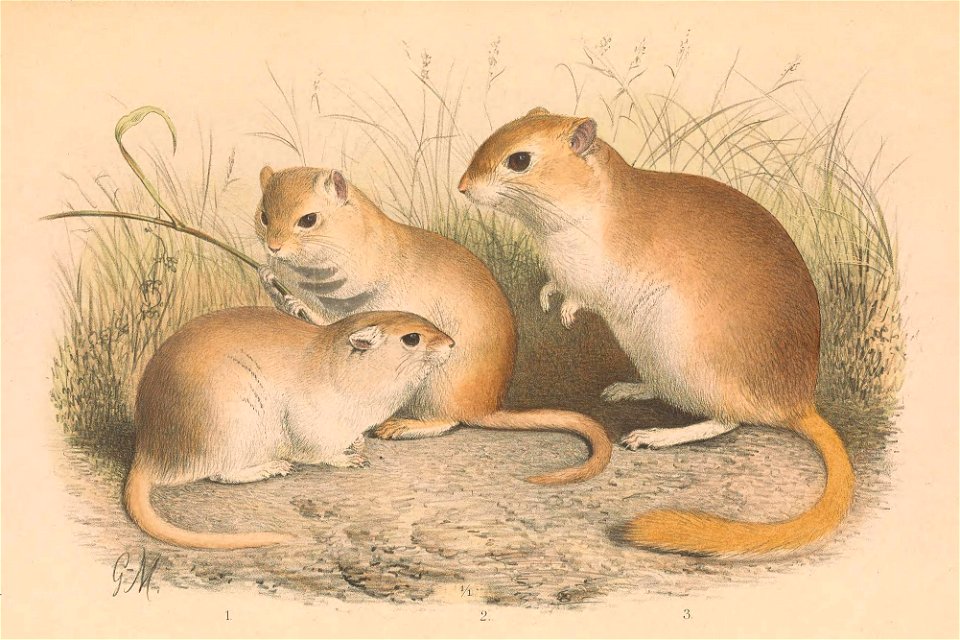 Brachiones przewalskii & Meriones meridianus