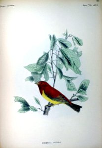 An illustration of a Chestnut Bunting from Fauna Japonica.