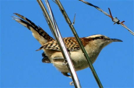 Rufous-naped Wren (Matraquita_Nuquirrufa)- Santa Tecla, El Salvador