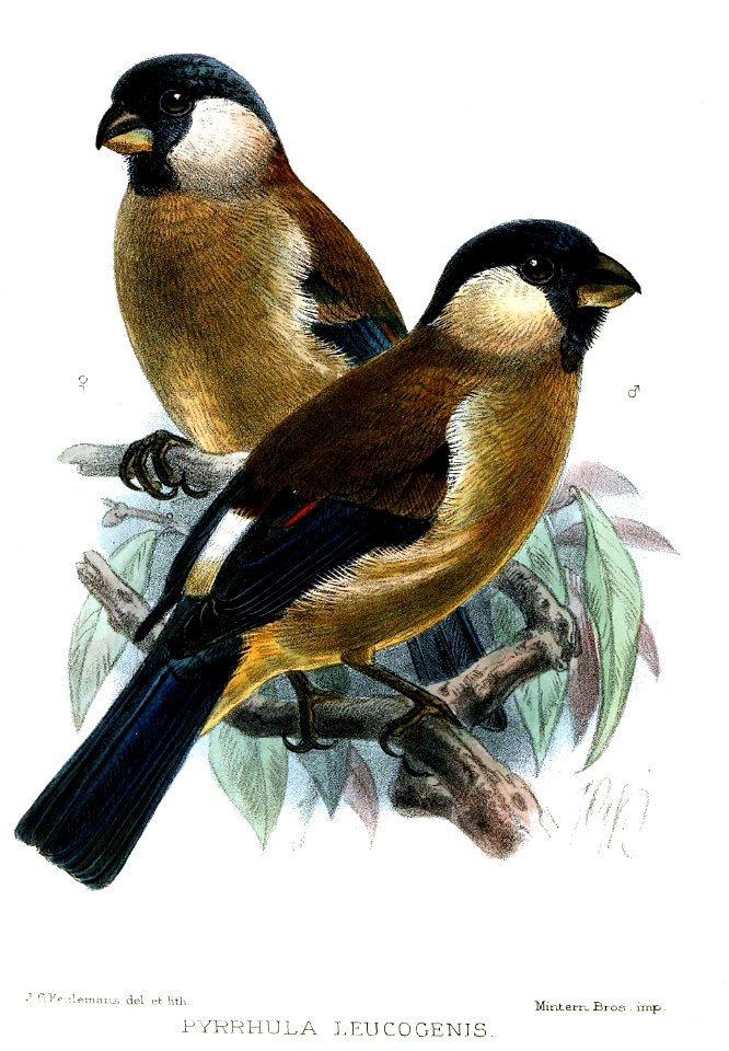 Pyrrhula leucogenis