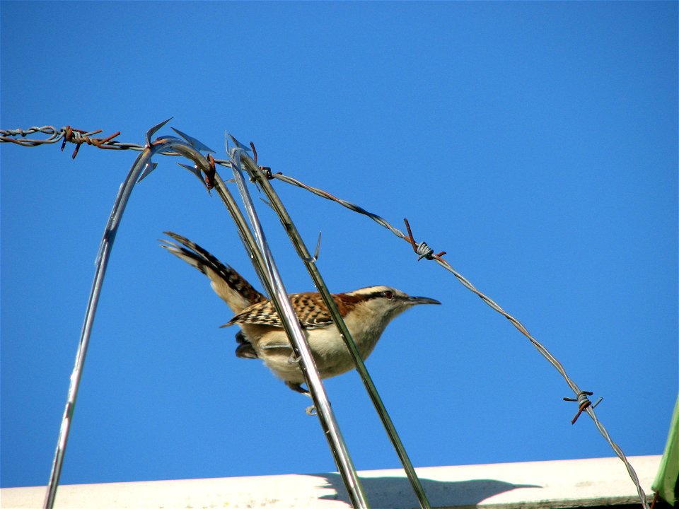 Rufous-naped Wren (Matraquita_Nuquirrufa)- Santa Tecla, El Salvador