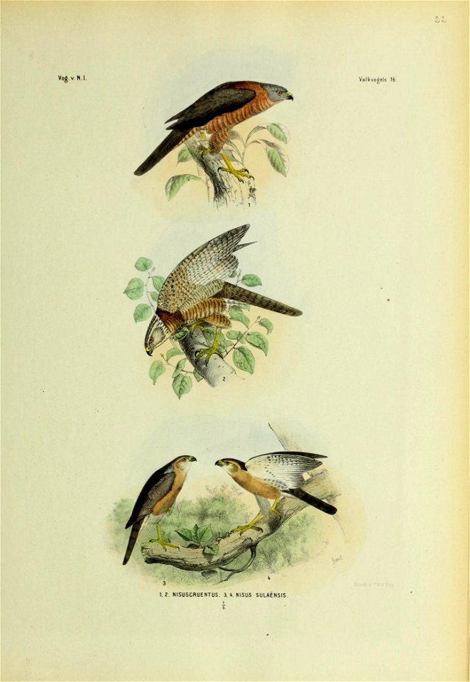 Vo^ V N.l. 
Valkvo^els 17. 
1. 2. 3. li. 5 NISUS TORQUATUS 

1