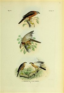 Vo^ V N.l. 
Valkvo^els 17. 
1. 2. 3. li. 5 NISUS TORQUATUS 

1