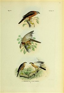 Vo^ V N.l. Valkvo^els 17. 1. 2. 3. li. 5 NISUS TORQUATUS 1 photo