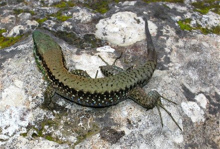 Phoenicolacerta laevis syn. Lacerta laevis
