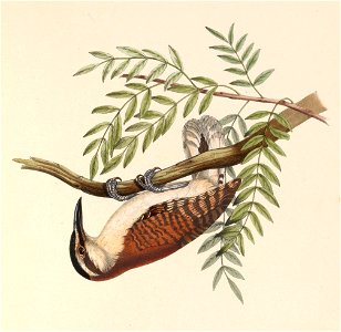 Picolaptes capistrata = Campylorhynchus capistratus (Rufous-backed Wren)
