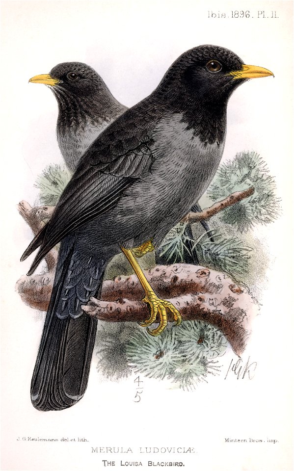 Hand coloured lithograph from Turdus ludoviciae