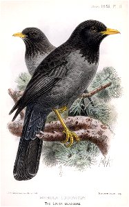 Hand coloured lithograph from Turdus ludoviciae