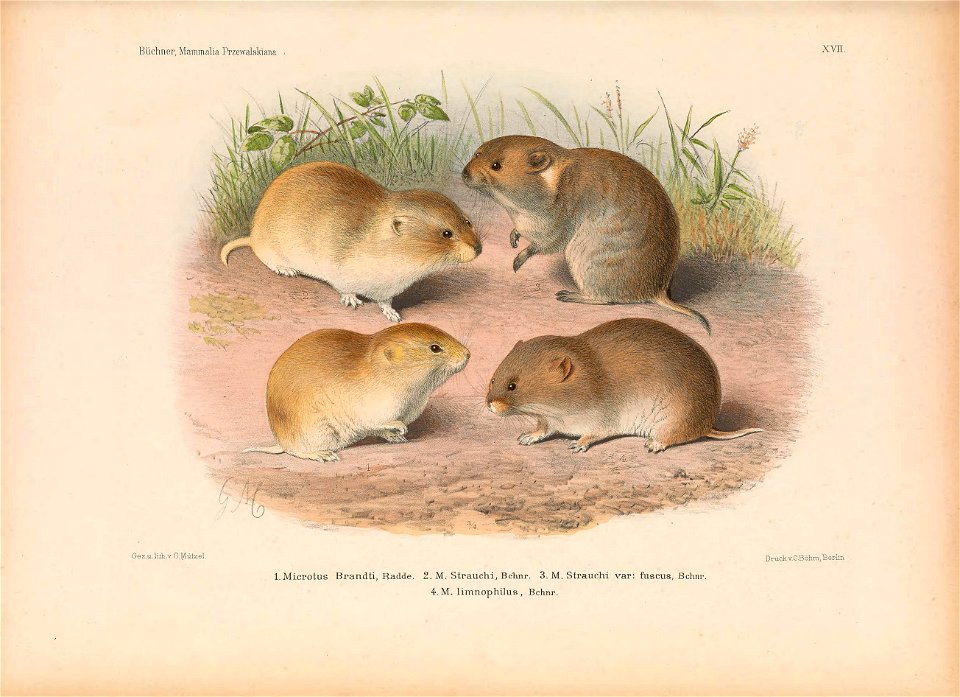 Plate on the page 271. 1. Microtus brandti = Lasiopodomys brandti; 2. Microtus strauchi = Phaiomys leucurus; 2. Microtus strauchi var. fuscus = Lasiopodomys fuscus; 4. Microtus limnophilus
