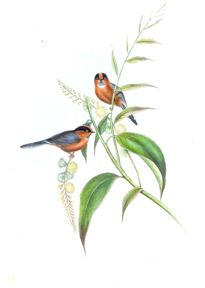Aegithalos iouschistos