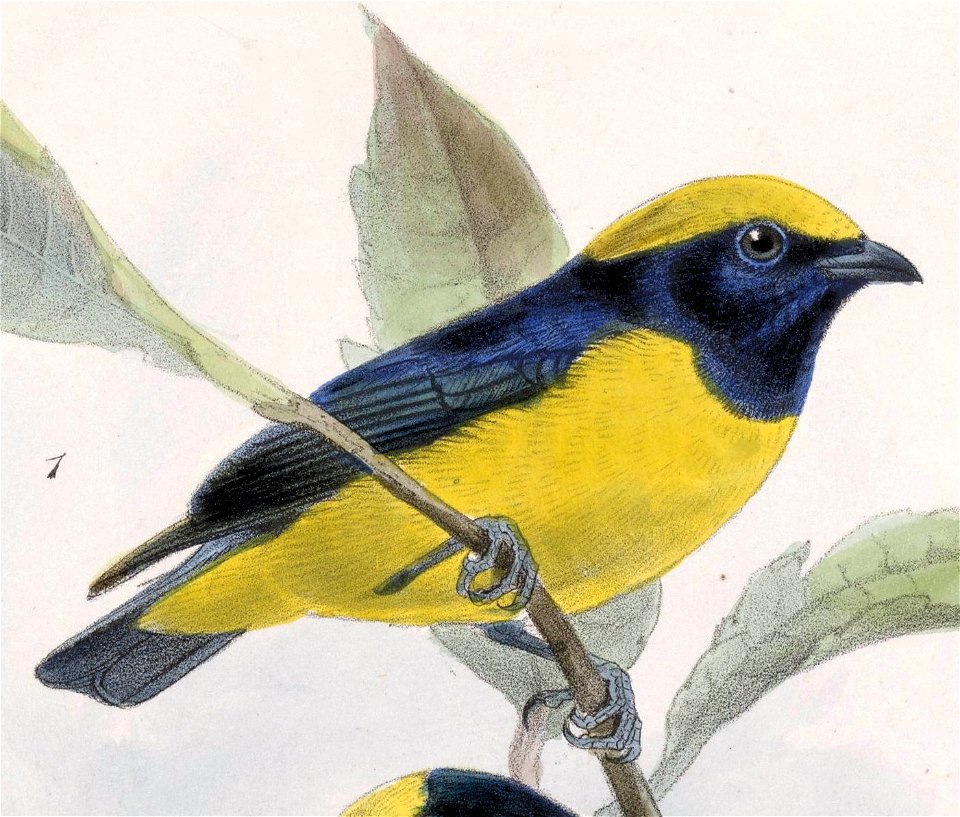 English:  « Euphonia luteicapilla » = Euphonia luteicapilla (Yellow-crowned Euphonia)Français :  « Euphonia luteicapilla » = Euphonia luteicapilla (Organis