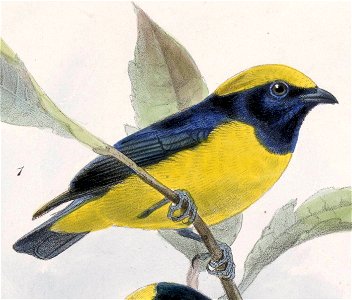 English:  « Euphonia luteicapilla » = Euphonia luteicapilla (Yellow-crowned Euphonia)Français :  « Euphonia luteicapilla » = Euphonia luteicapilla (Organis