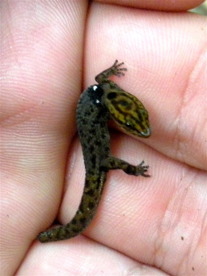 Sphaerodactylus macrolepis found in Jobos Bay National Estuarine Research Researve, Aguirre, Puerto Rico.