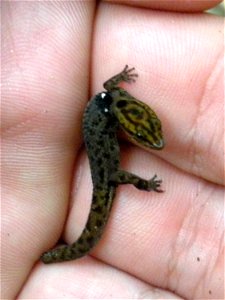 Sphaerodactylus macrolepis found in Jobos Bay National Estuarine Research Researve, Aguirre, Puerto Rico.