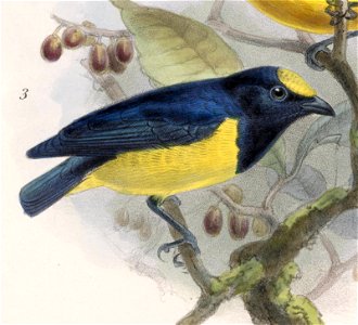 English:  « Euphonia gracilis » = Euphonia luteicapilla (Yellow-crowned Euphonia) ?? maybeFrançais :  « Euphonia gracilis » = Euphonia luteicapilla (O