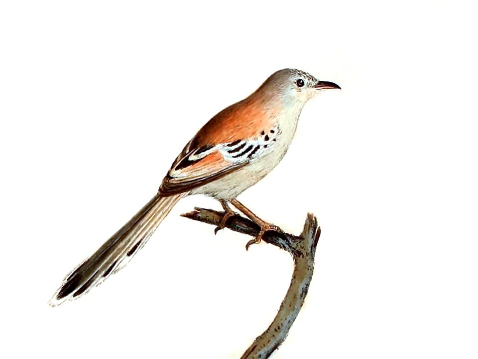 Malurus clamans, = Spiloptila clamans