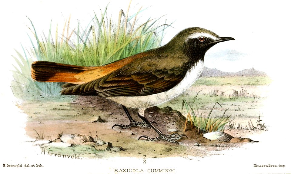 Saxicola cummingi=Oenanthe xanthoprymna