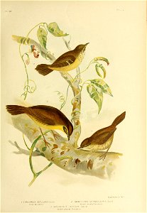 PL XIV 
VOL V 
G.J Bromowski Fecit. 
I SERICORNIS OSCULANS (Could) 2 SERICORNIS CITREOG ULARI 5 (Could) 
Allied Sericornis Yellow-rhroafed Sericorms. 
3 SERICORNIS HUM1LIS (Could) 

Sombre coloured Se