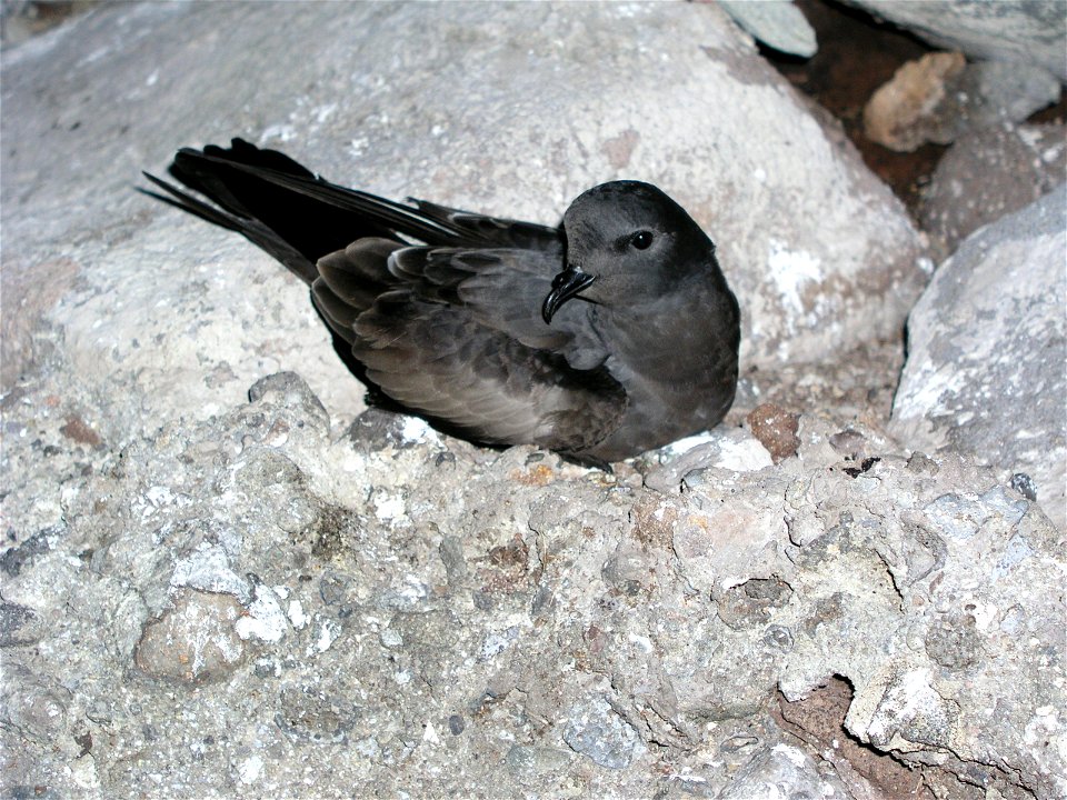 Tristram's storm petrels are found throughout Papahānaumokuākea Marine National Monument.  One of the largest colonies exists on Nihoa. These well-protected islands and atolls constitute the most impo