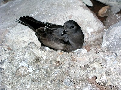 Tristram's storm petrels are found throughout Papahānaumokuākea Marine National Monument. One of the largest colonies exists on Nihoa. These well-protected islands and atolls constitute the most impo photo