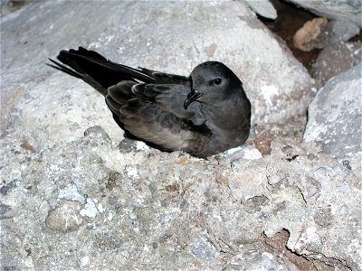 Tristram's storm petrels are found throughout Papahānaumokuākea Marine National Monument.  One of the largest colonies exists on Nihoa. These well-protected islands and atolls constitute the most impo