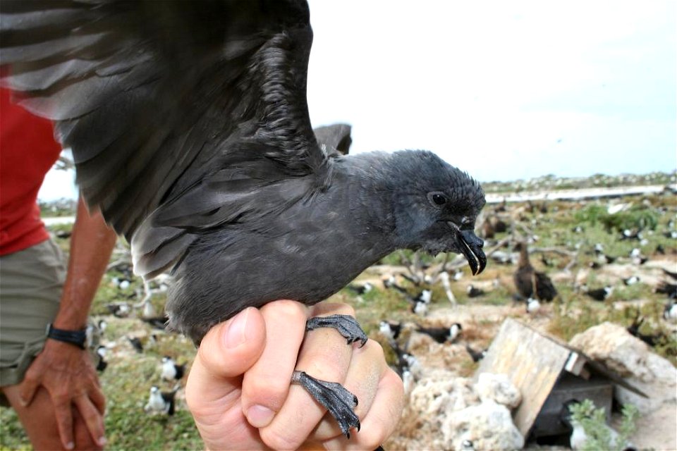Tristam's Storm-petrel  Oceanodroma tristrami at Tern Island, French Frigate Shoals