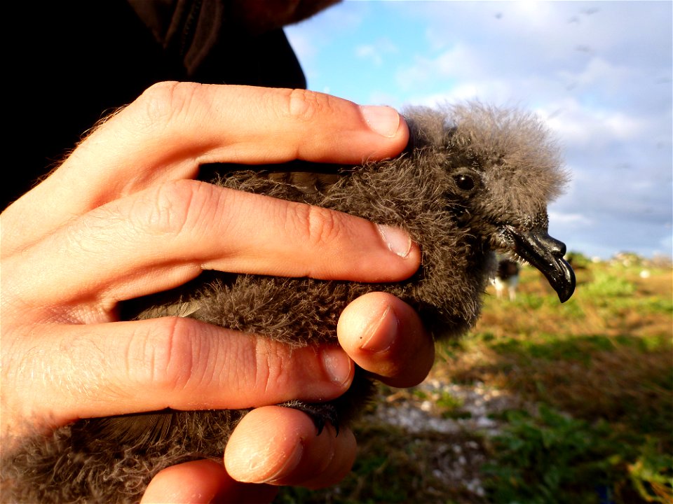 Researcher Sarah Youngren takes measurements on a Tristram's storm-petrel chick on Tern Island in Hawaiian Islands National Wildlife Refuge part of Papahānaumokuākea Marine National Monument.Papahanau