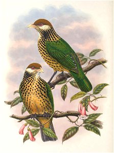 Ailuroedus geislerorum - Monograph of the Paradiseidae, or Birds of Paradise, and Ptilonorhynchidae, or Bower-birds. v.2 (1891-1898).