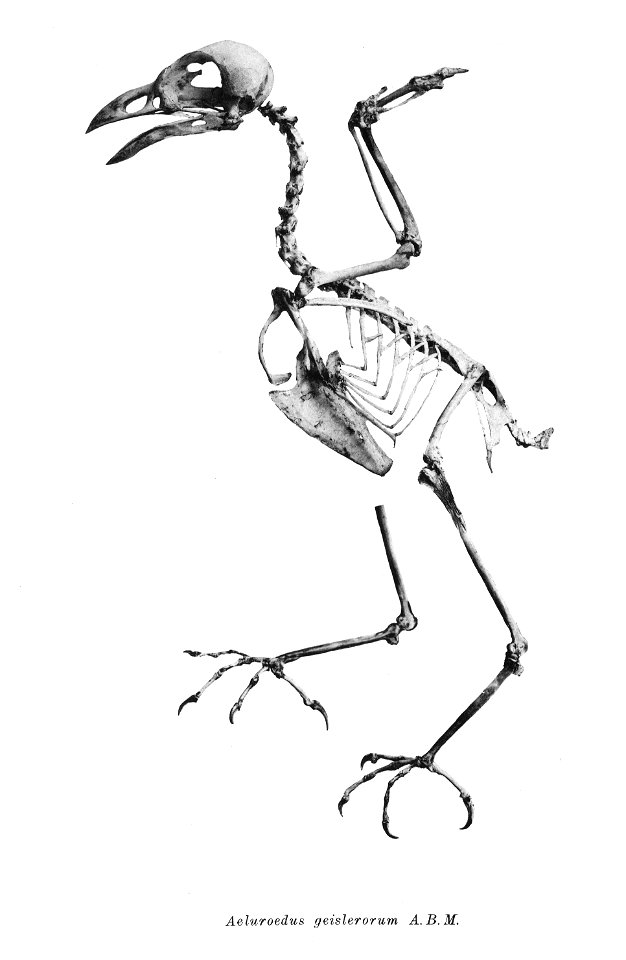 Bird skeletons. Note that the current scientific names need to be checked.

Aeluroedus geislerorum