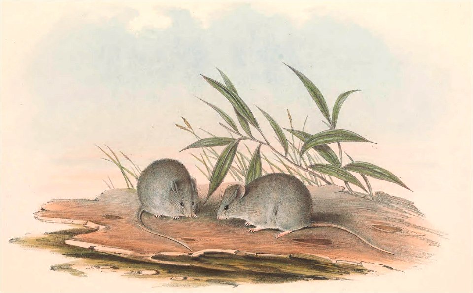 Plate in Gould's Mammals of Australia volume 3. The title is the caption in that work, and may be a synonym. The file was uploaded with the current name in the category, a crop and other adjustments w
