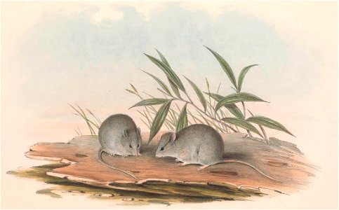 Plate in Gould's Mammals of Australia volume 3. The title is the caption in that work, and may be a synonym. The file was uploaded with the current name in the category, a crop and other adjustments w photo