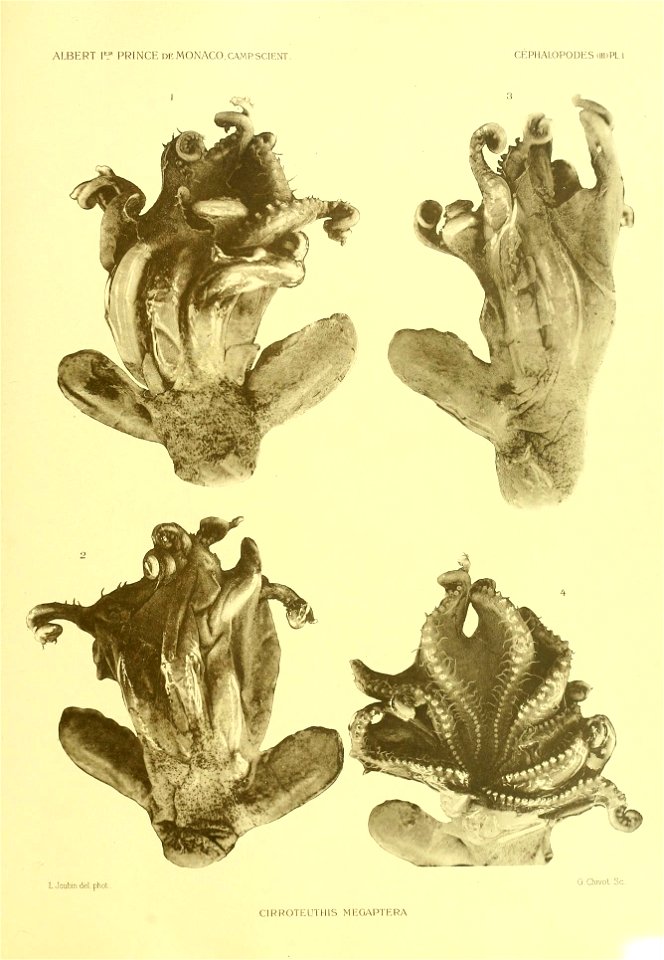 Grimpoteuthis megaptera syn. Cirroteuthis megaptera
