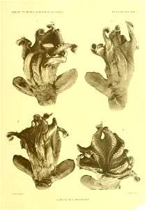 Grimpoteuthis megaptera syn. Cirroteuthis megaptera